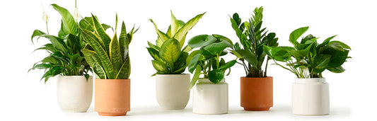 best plant shop caversham