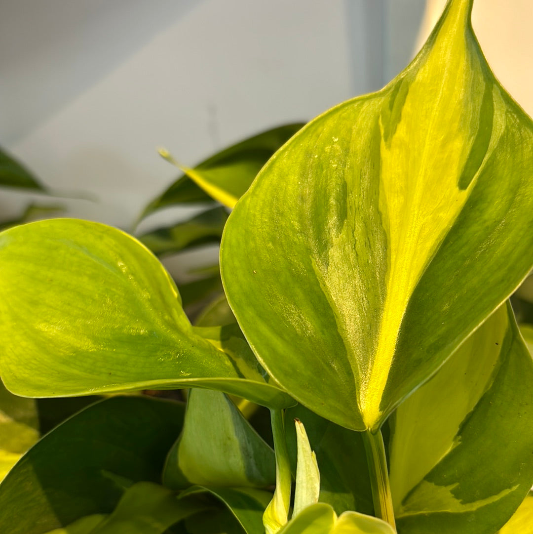 Philodendron Scanden