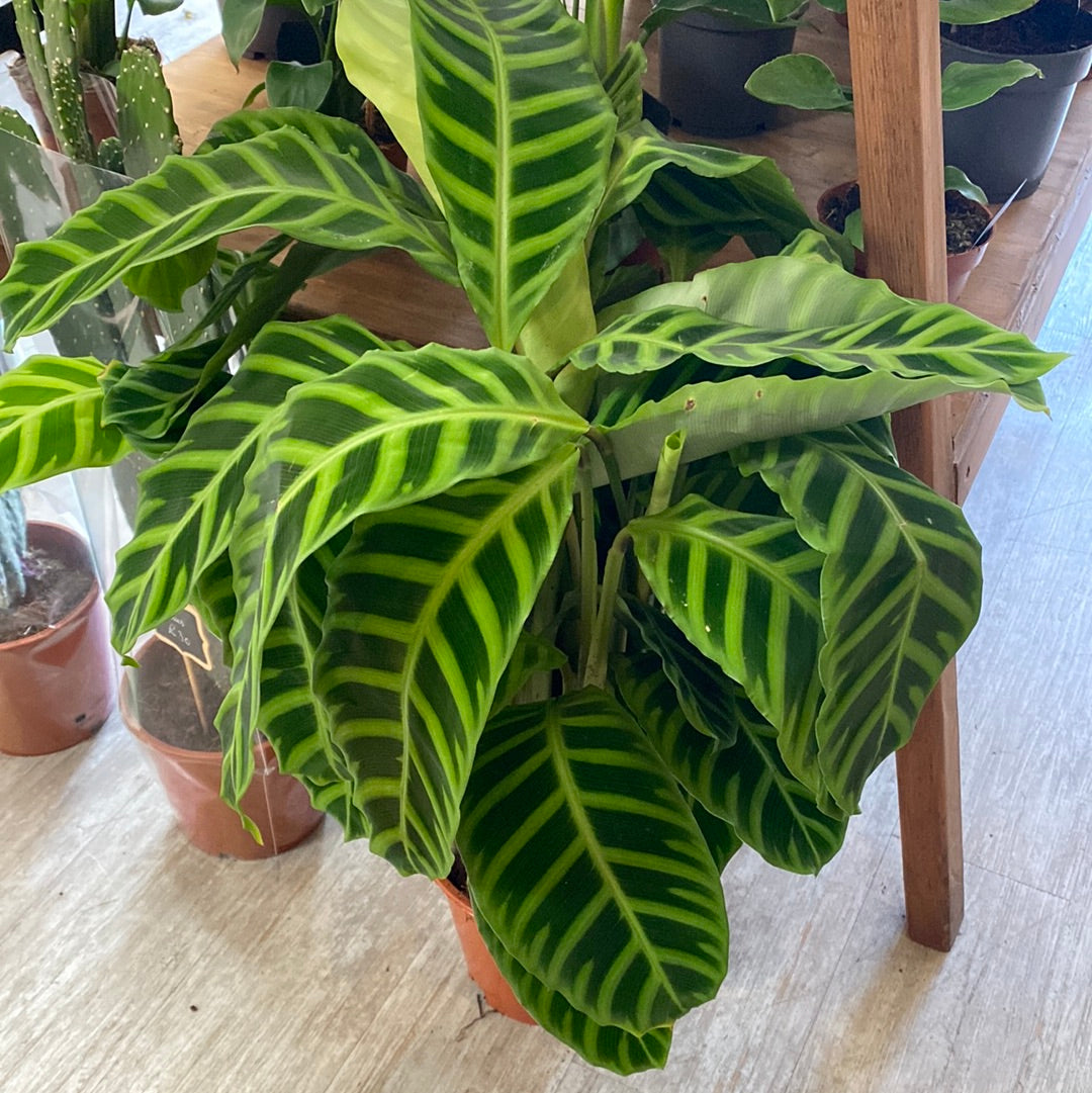Calathea Zebrina