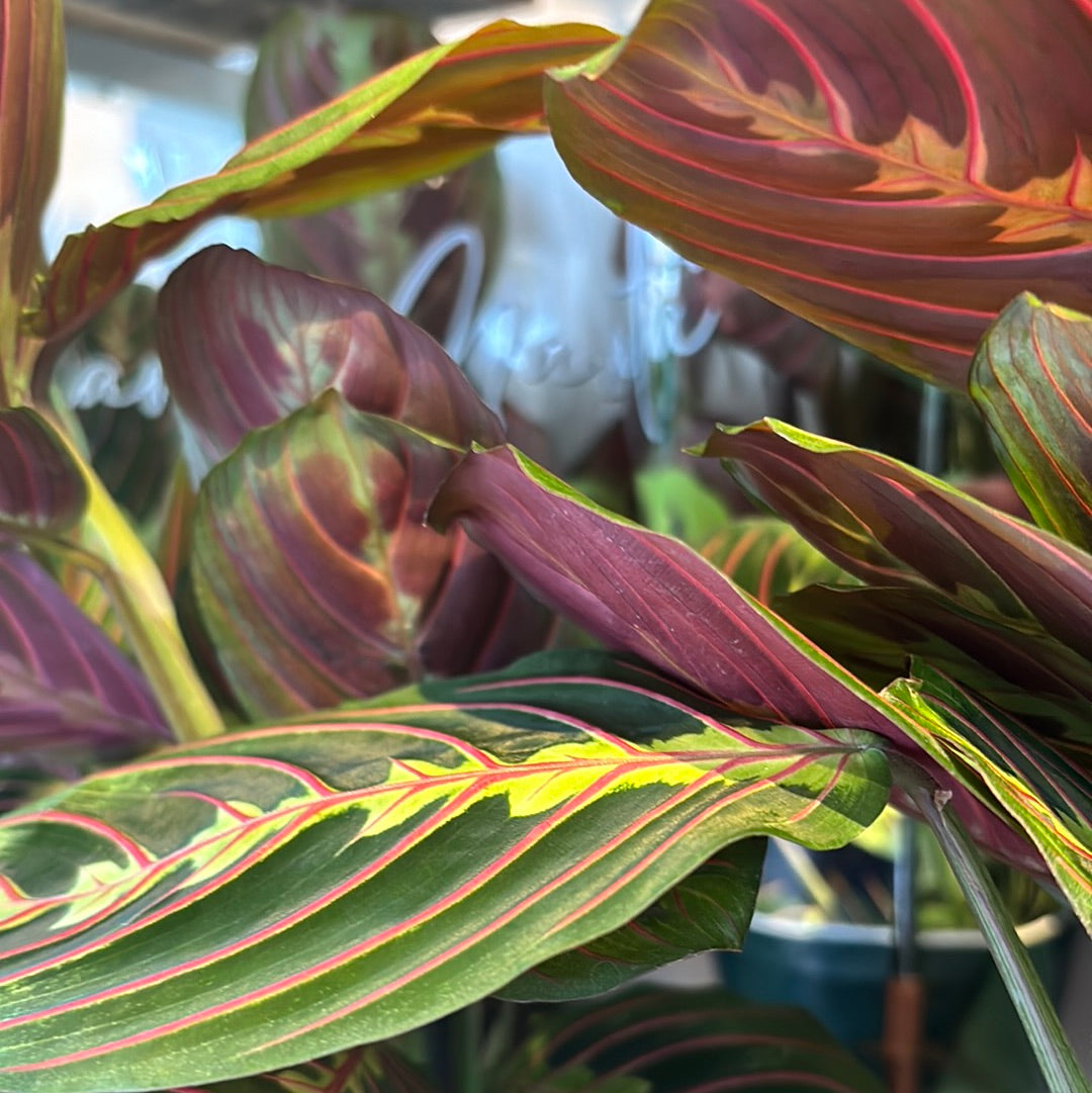 Maranta Fascinator