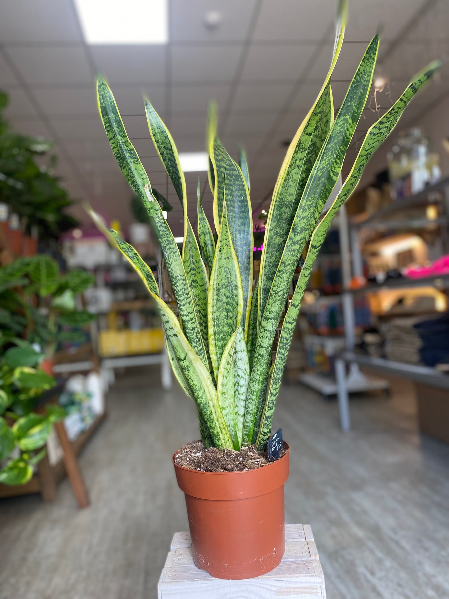 Sansevieria Snake Plant