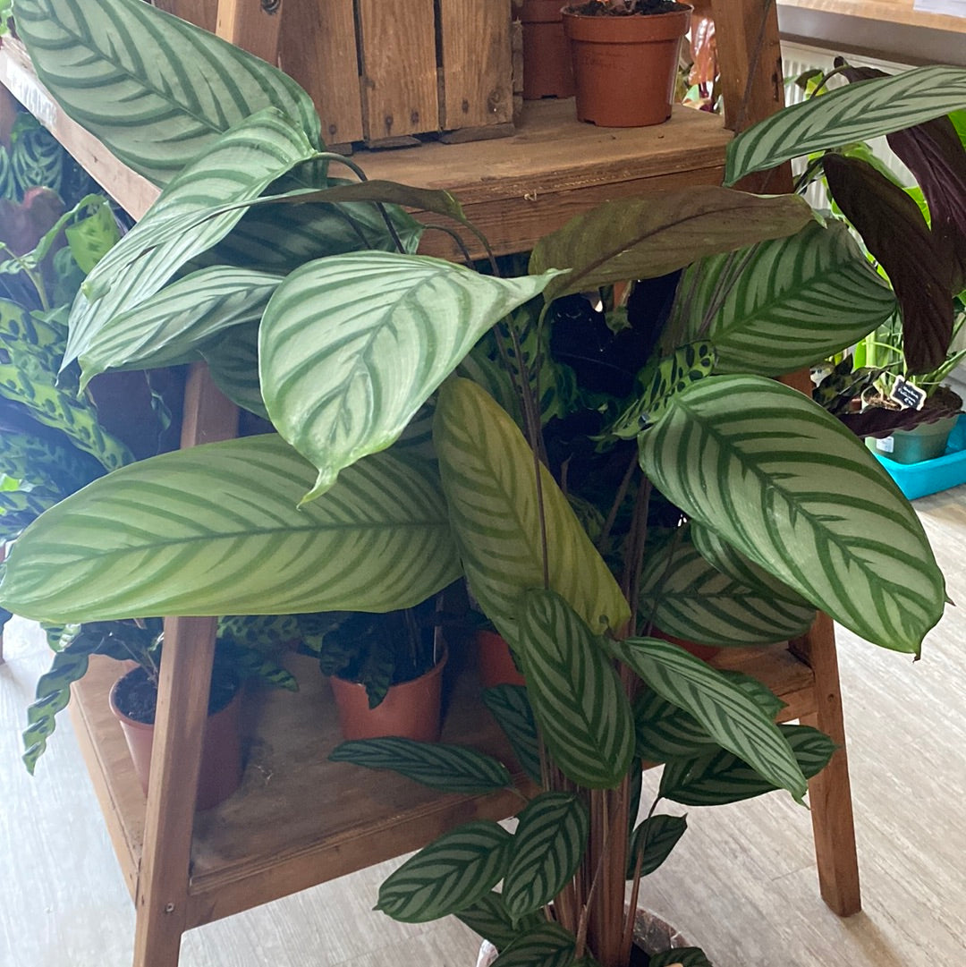 Ctenanthe