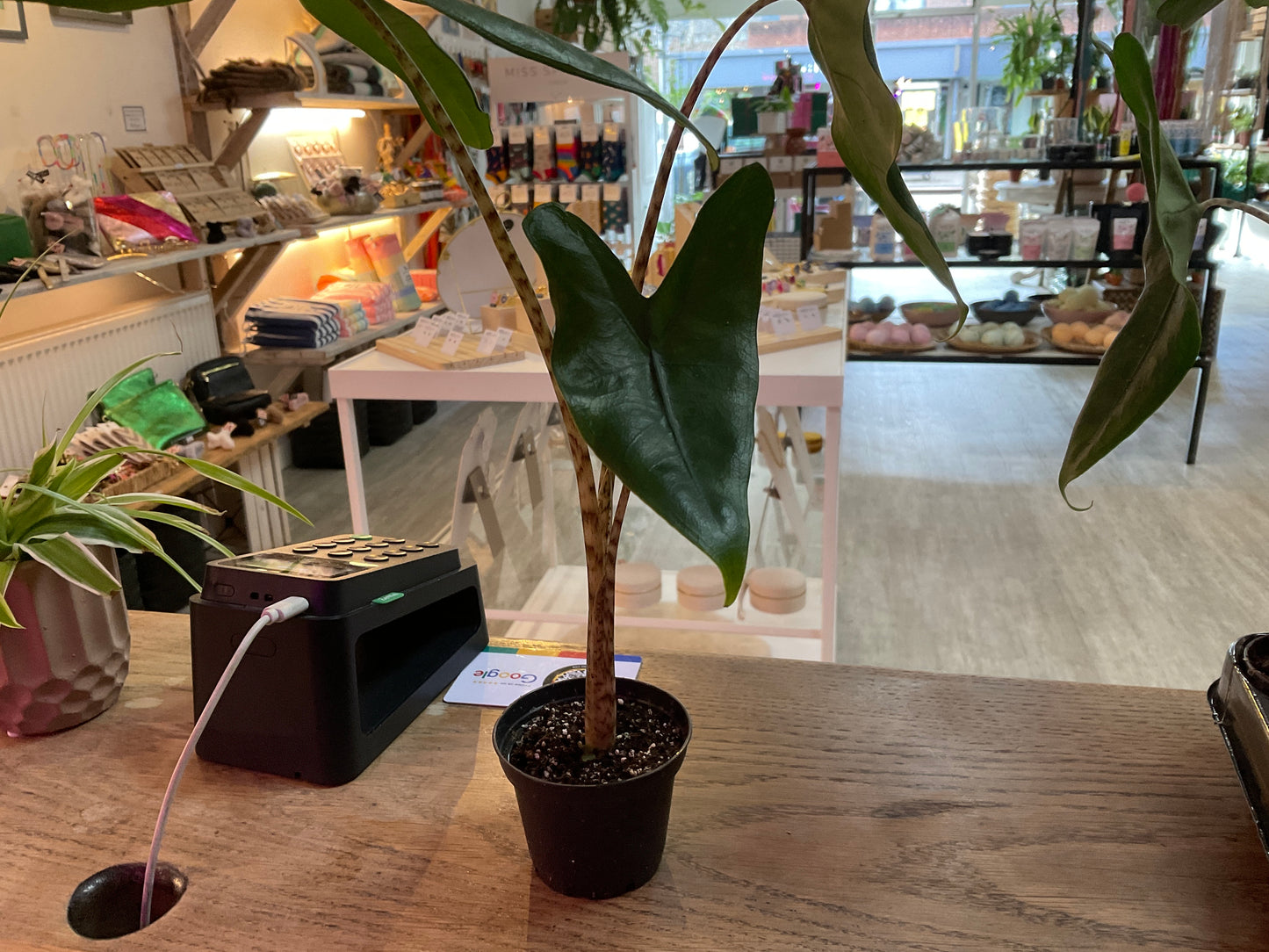 Alocasia Zebrina