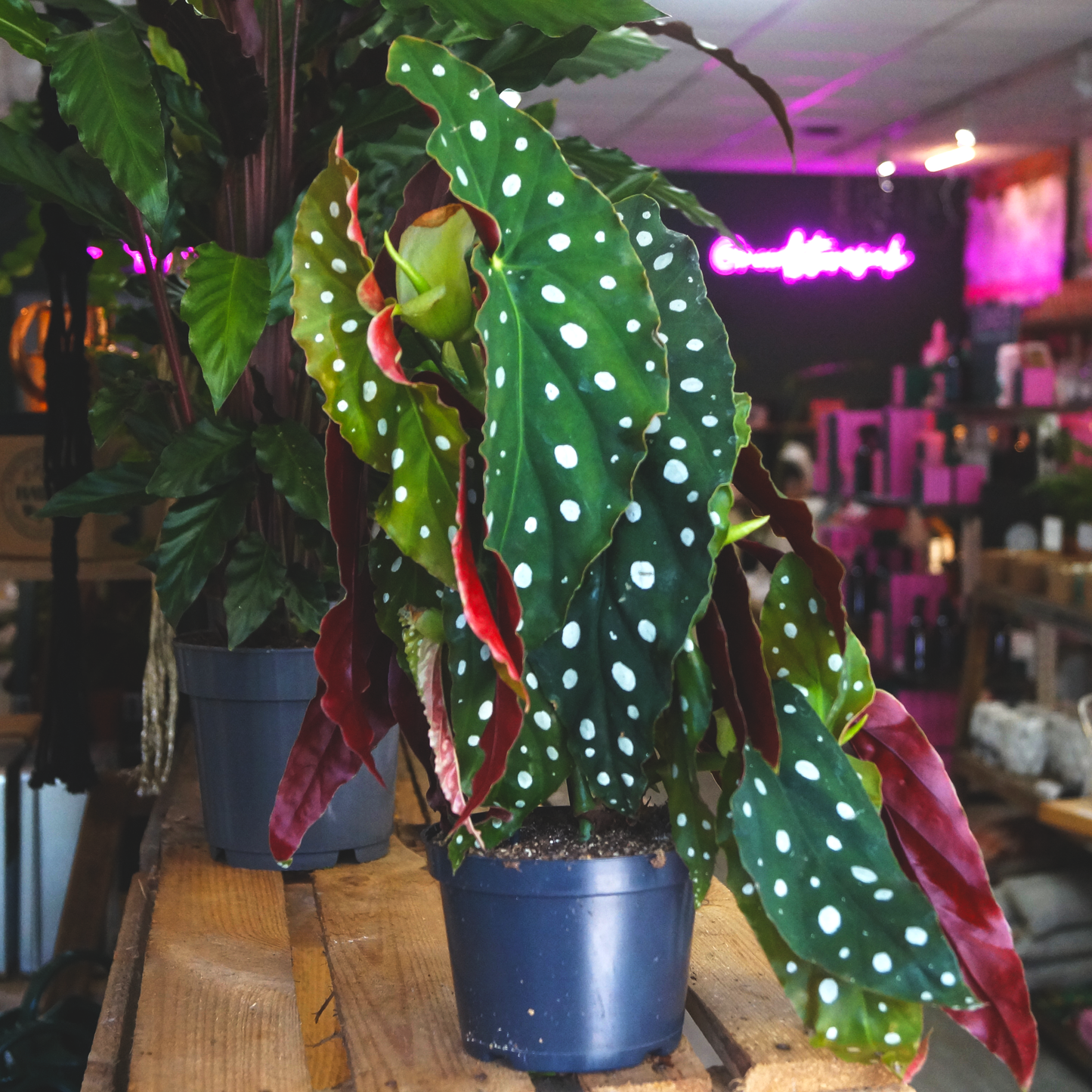 Begonia Maculata