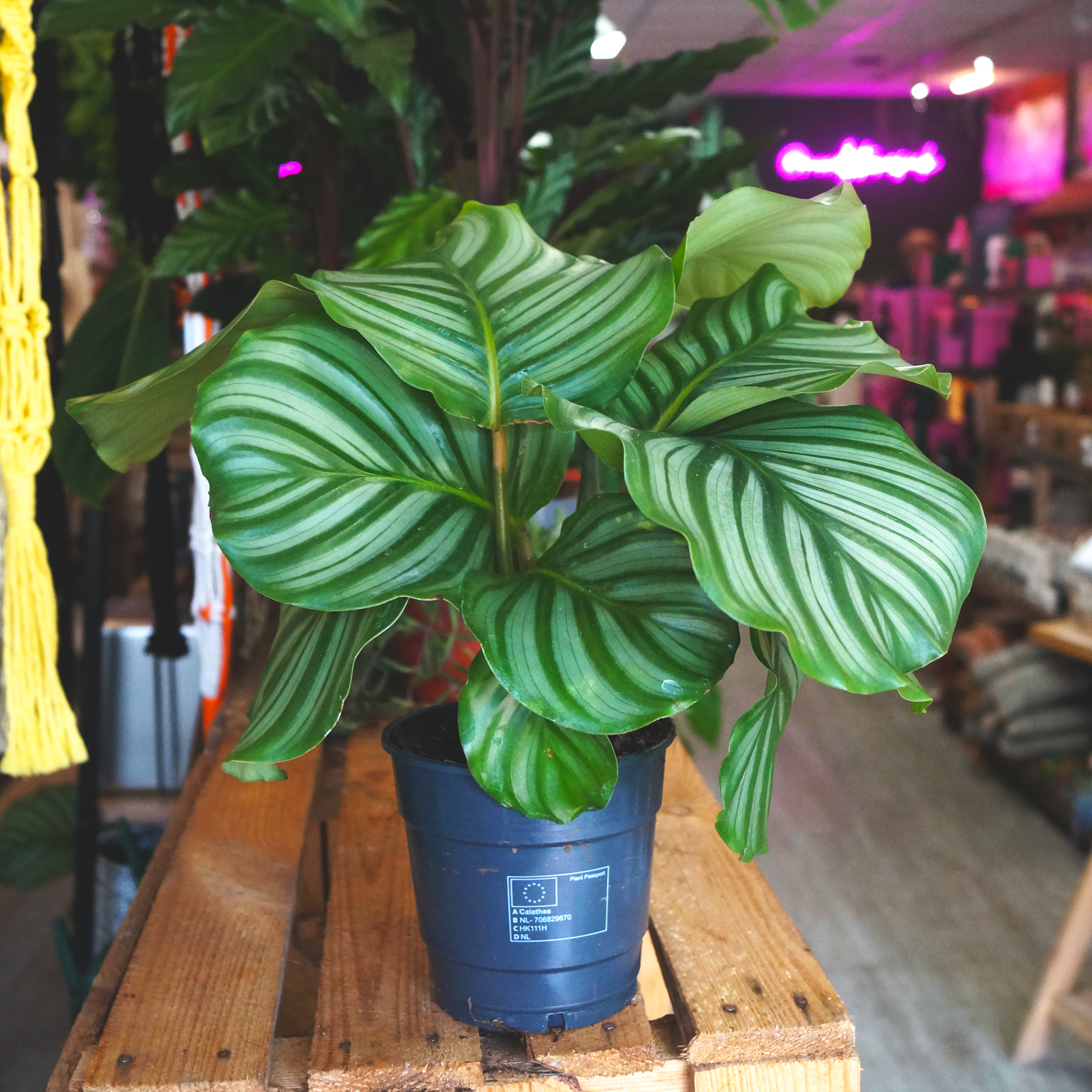 Calathea Orbifolia