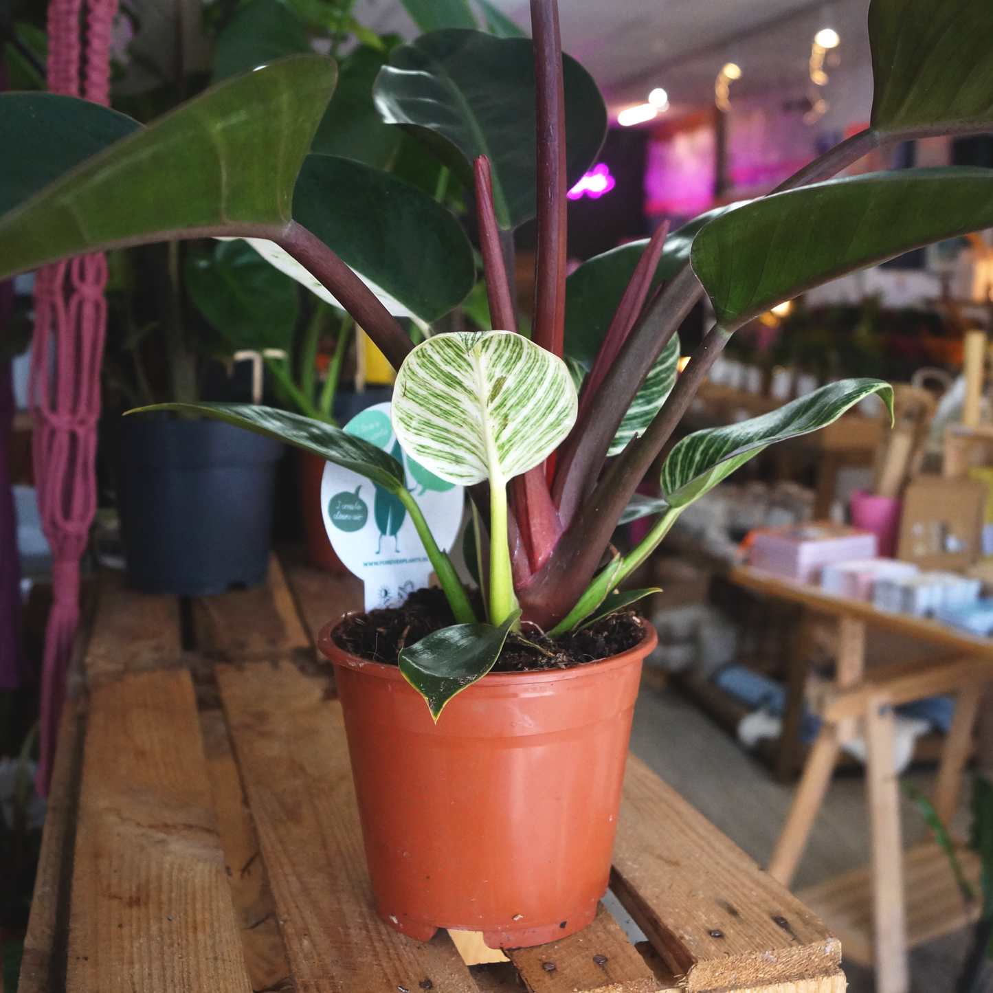 Philodendron White Knight