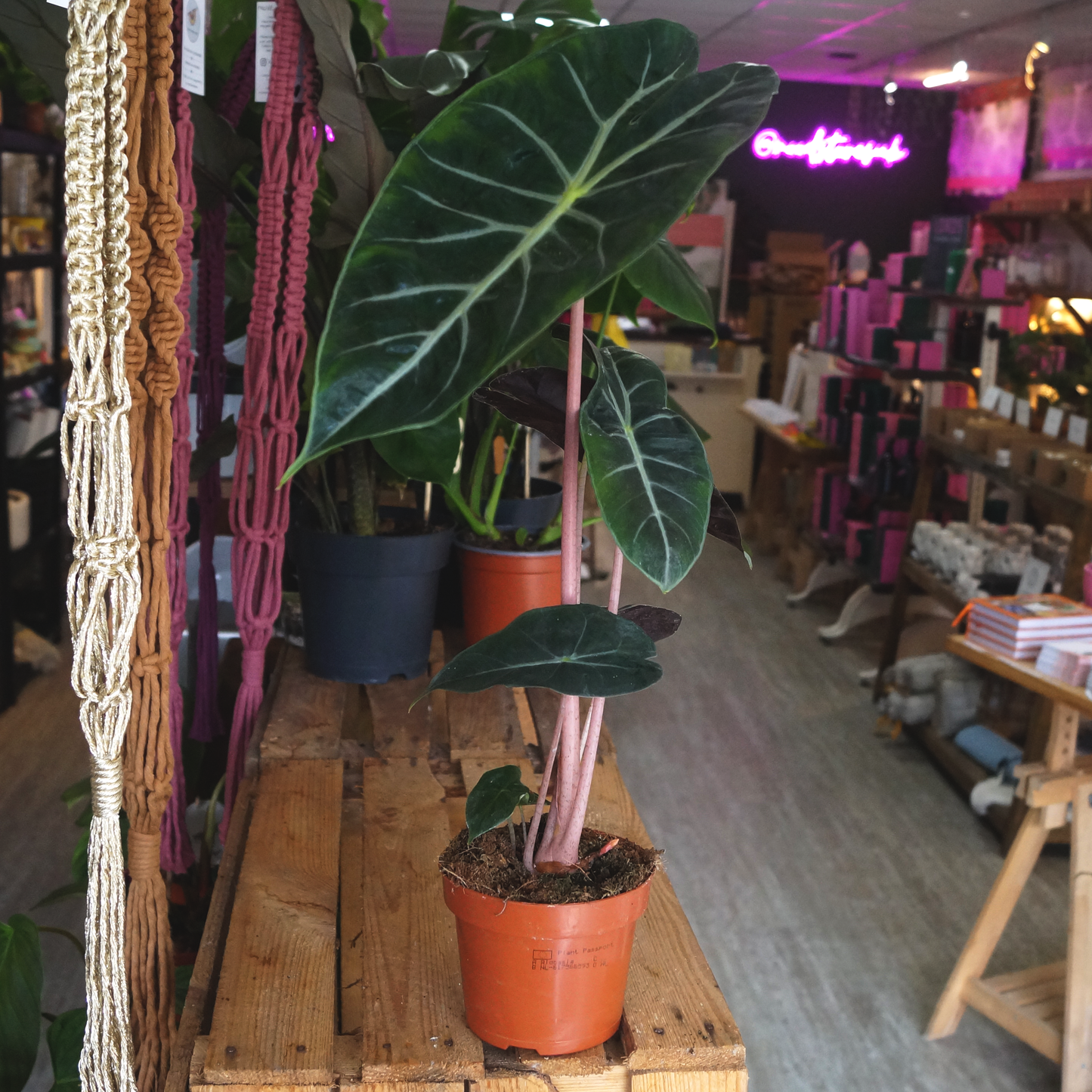 Alocasia Pink Dragon