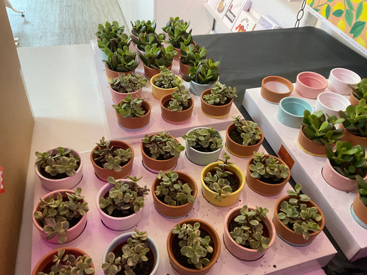 Mini Succulent and Pot