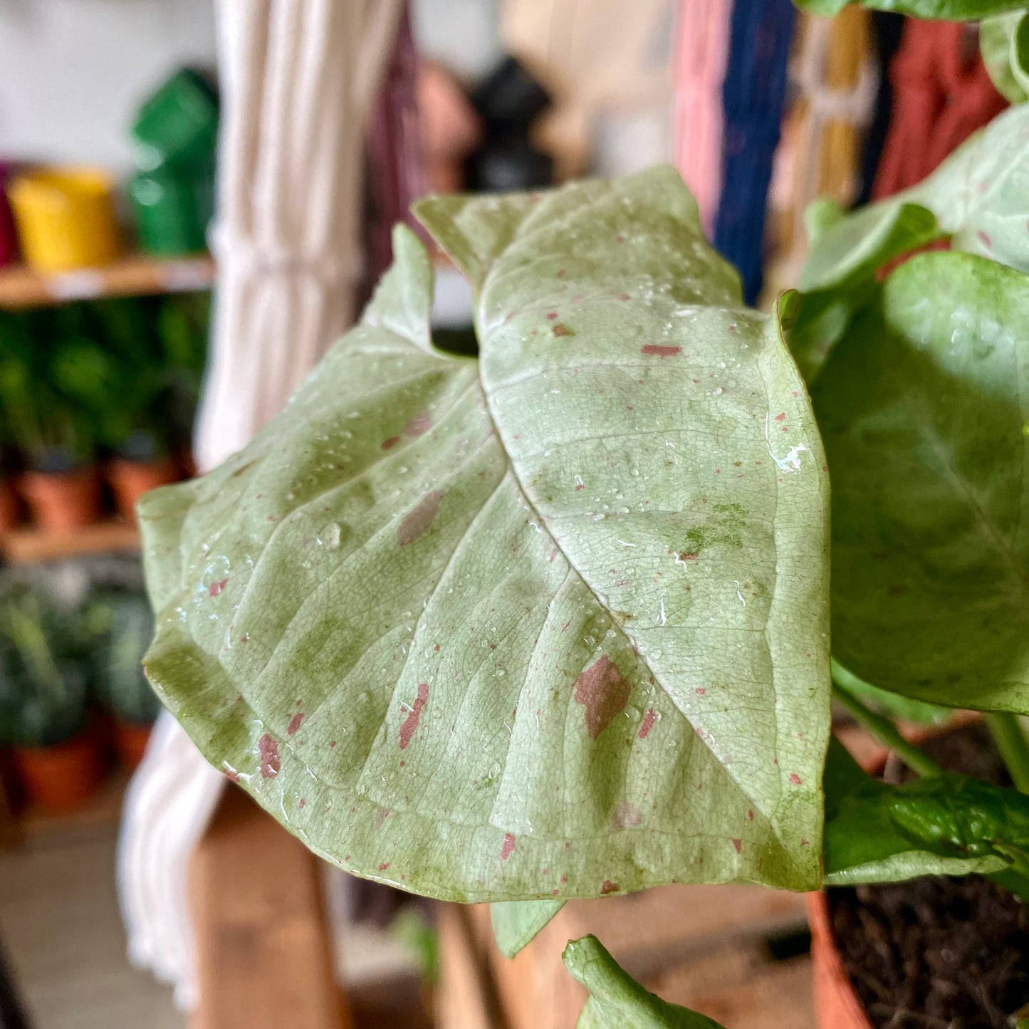 Syngonium Confetti