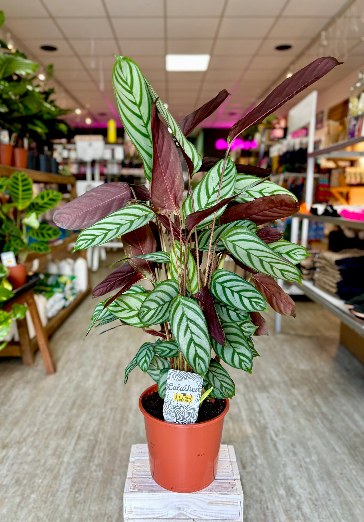 Ctenanthe