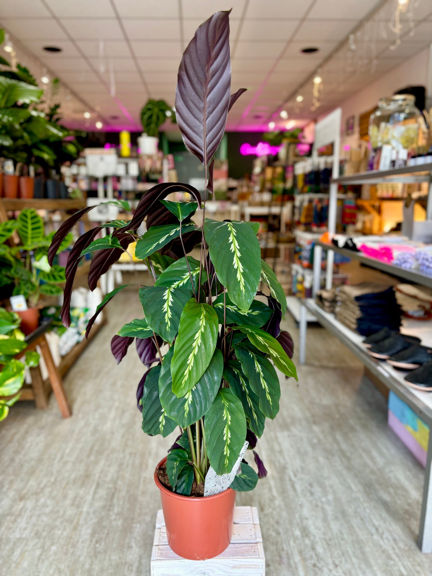 Calathea Maiu Queen