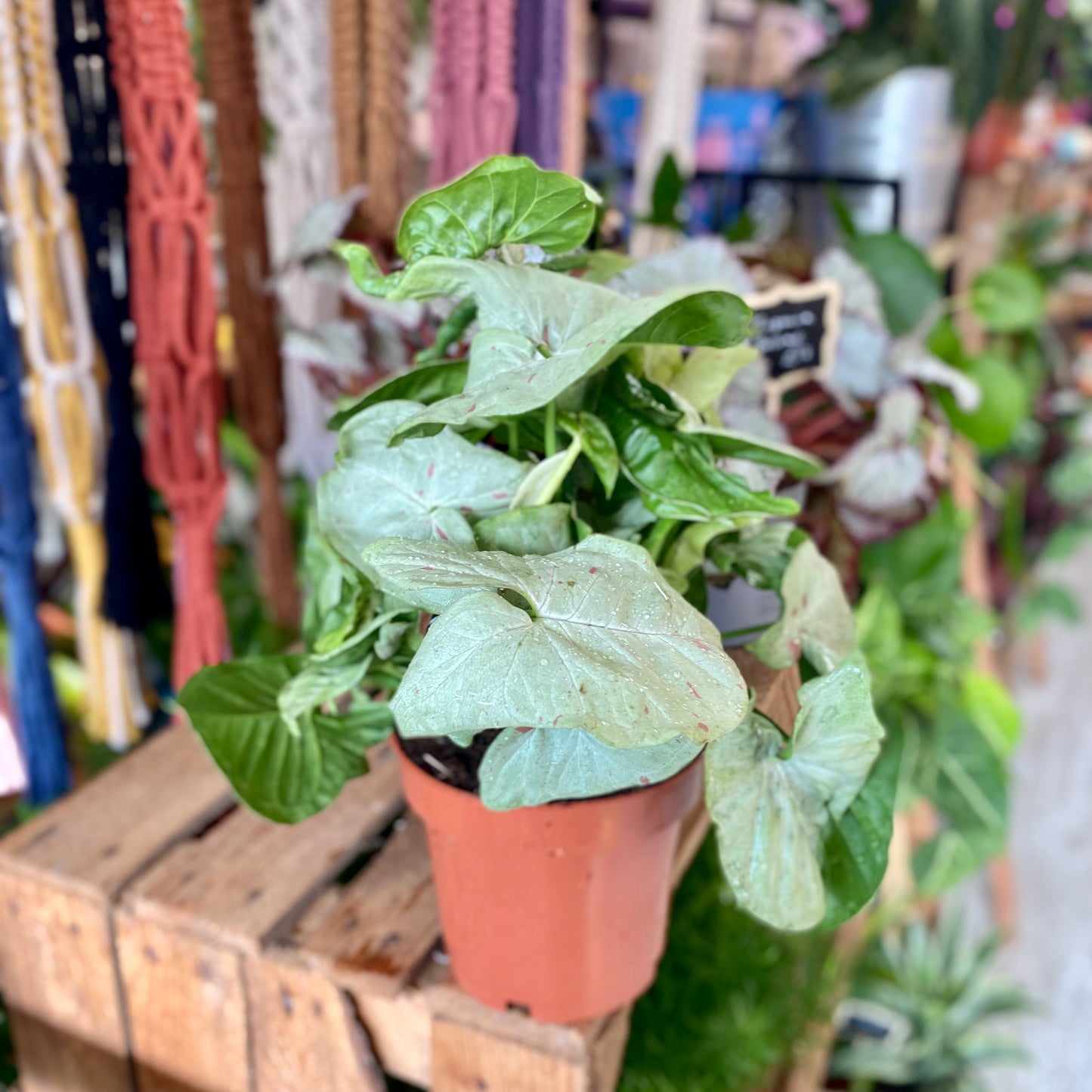 Syngonium Confetti