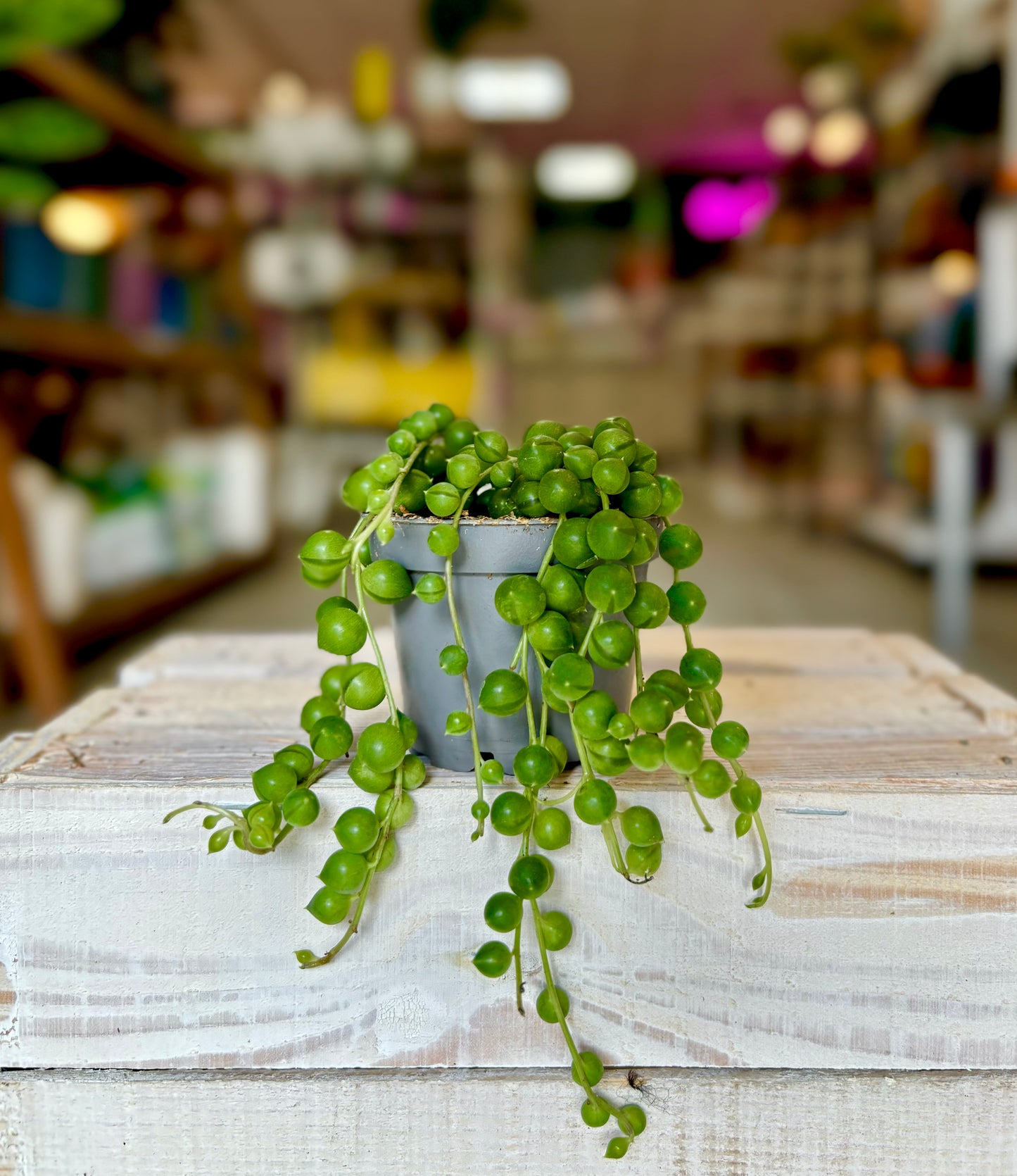 String of Pearls 9cm