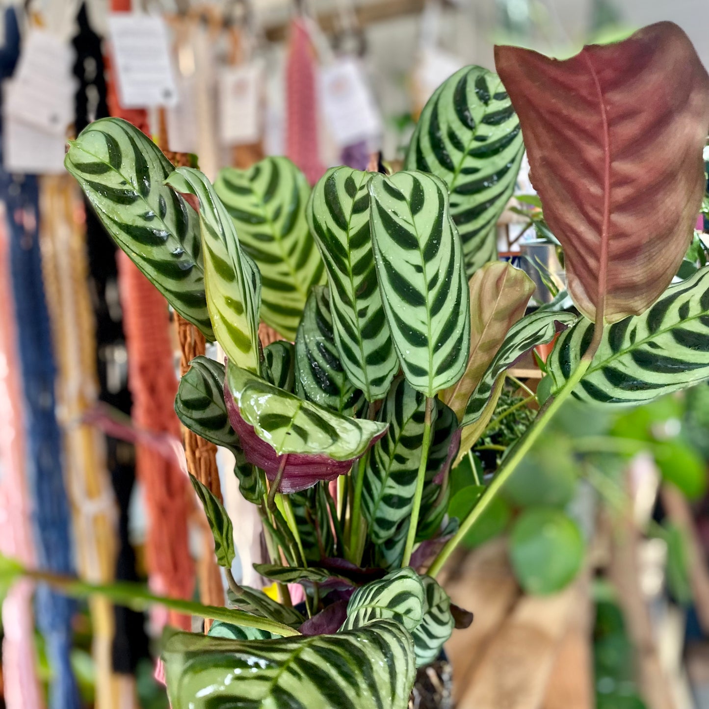 Calathea Burle Marxii