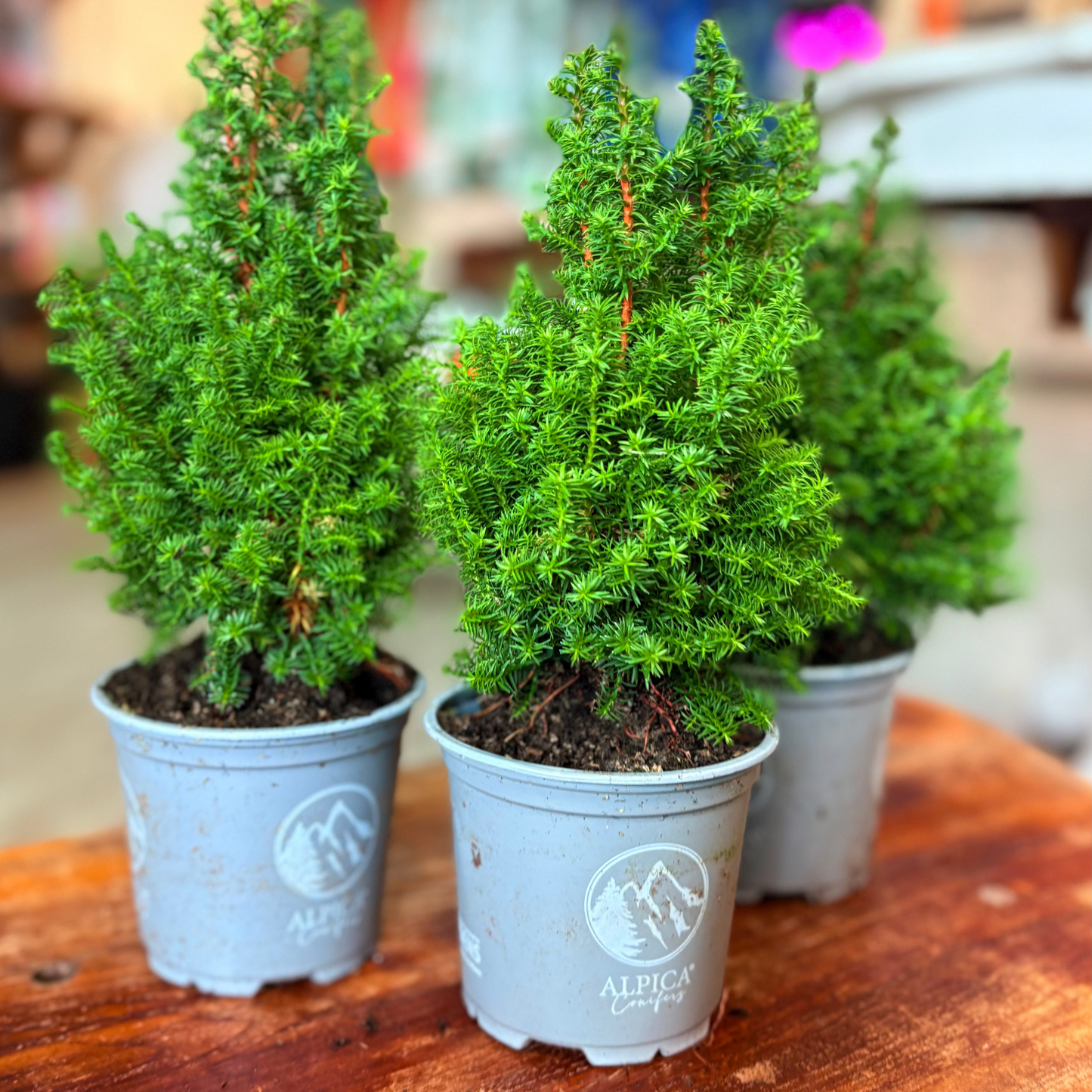 Three small potted plants in gray pots on a wooden surface with a blurred background.