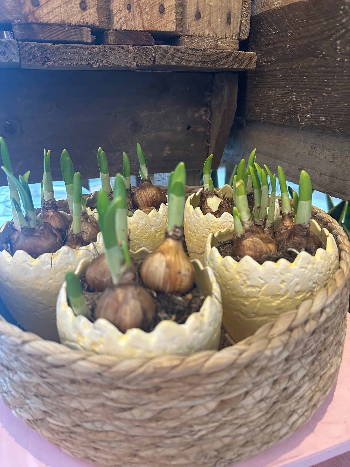 Egg Narcissi (Egg Daffodils)