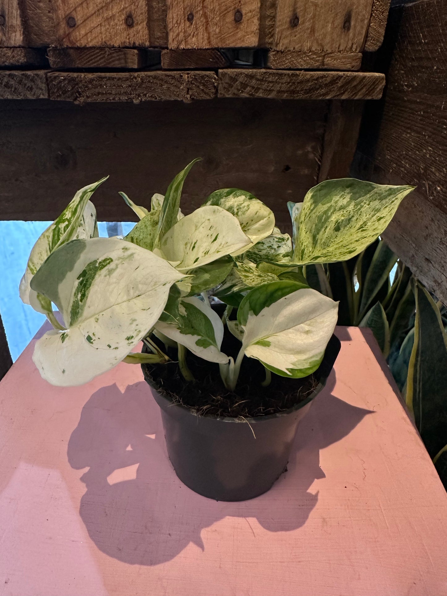 Pothos ‘Happy Days’