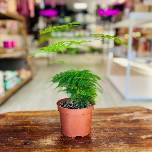 Asparagus Fern