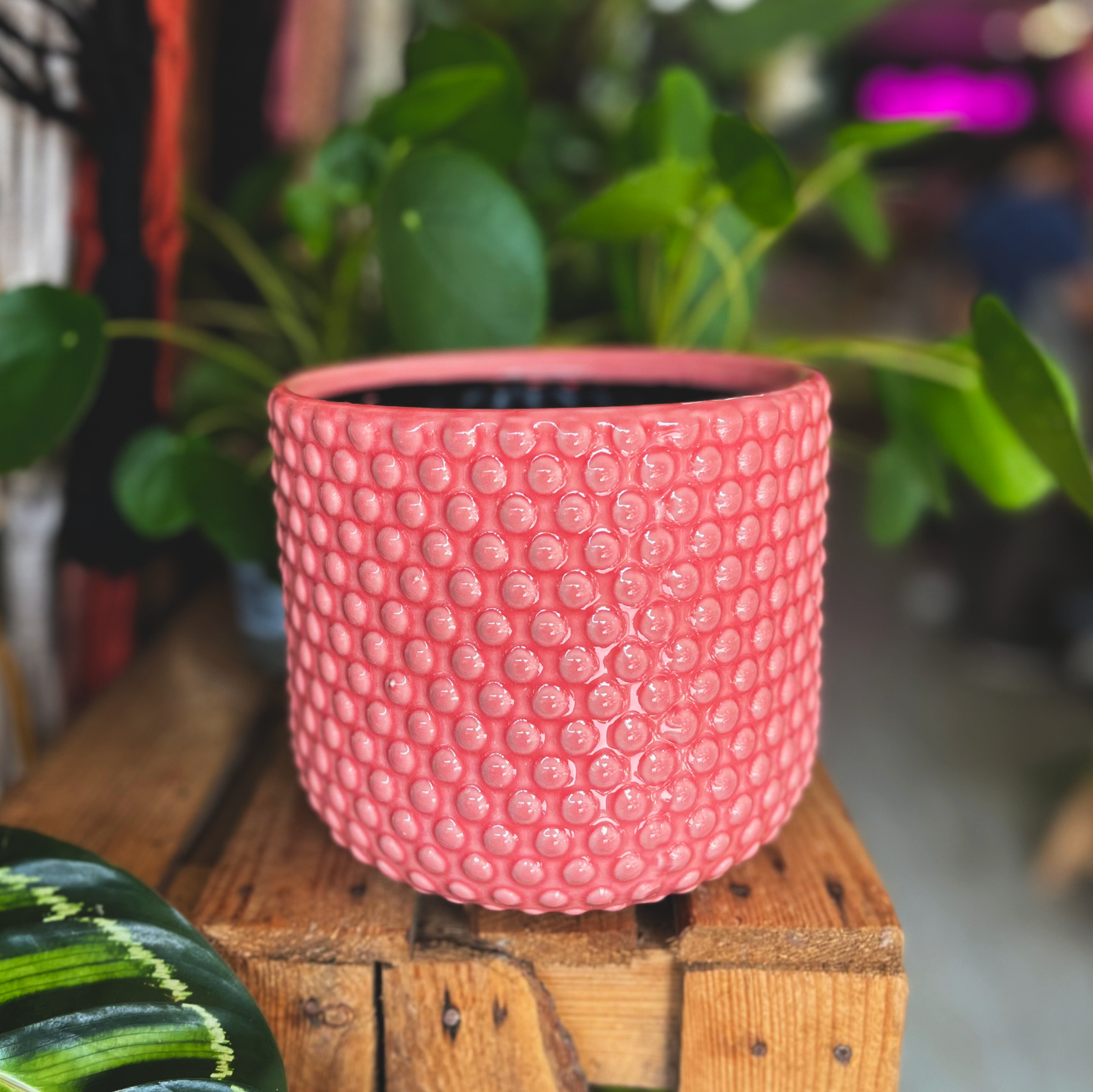 Pink Bubble Pot