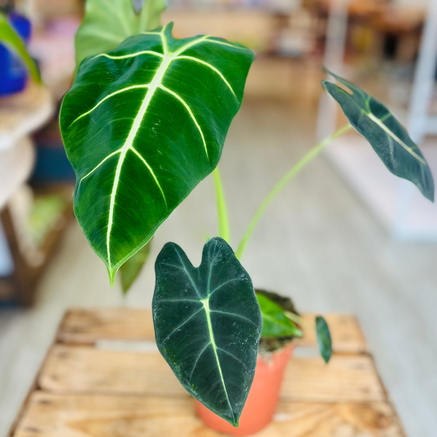 Alocasia Green Velvet