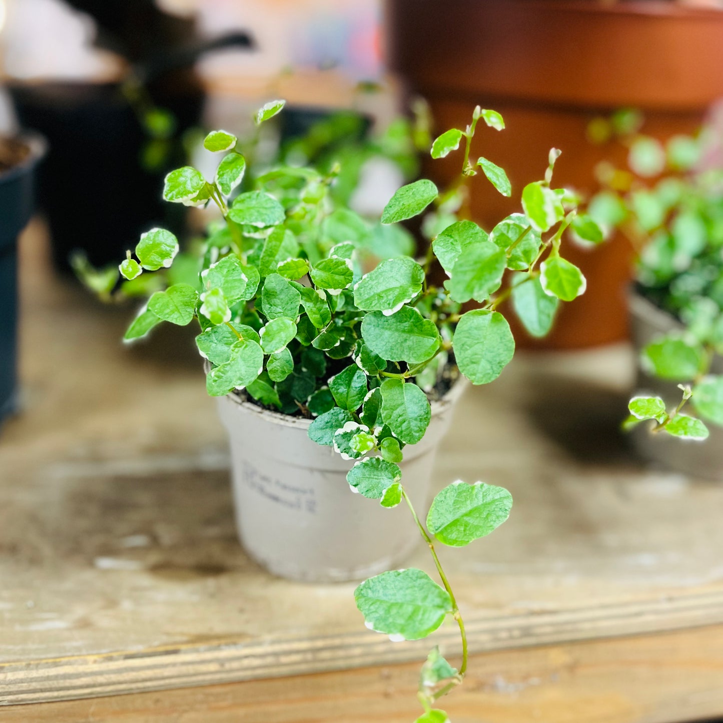 A small white sunny creeping fig in a grey nursery pot.
