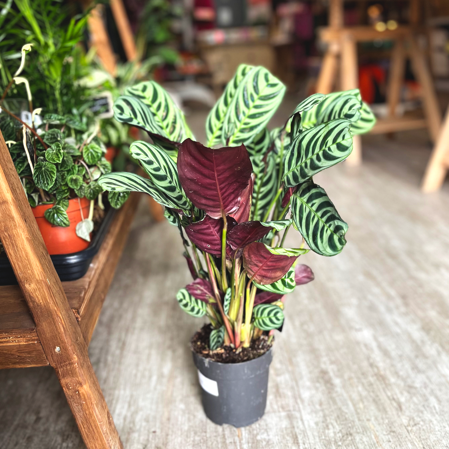 Calathea Burle Marxii