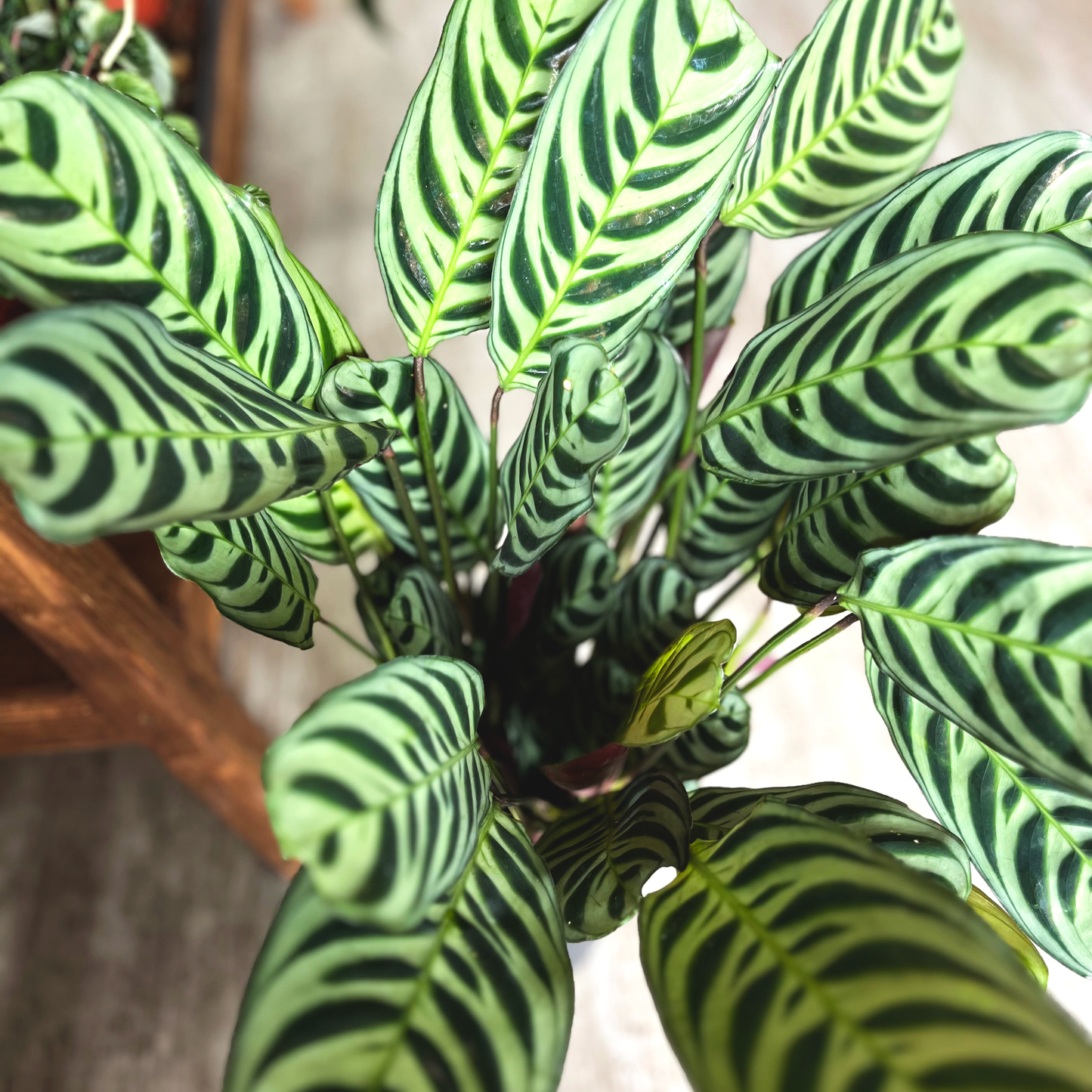 Calathea Burle Marxii
