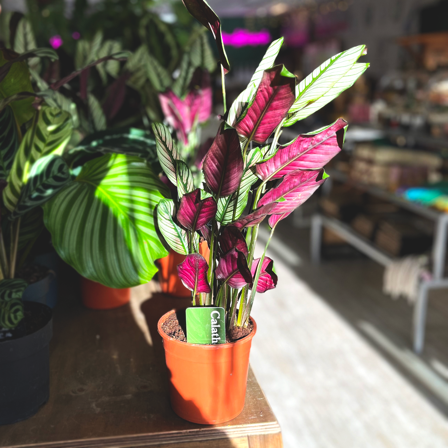 Calathea Whitestar