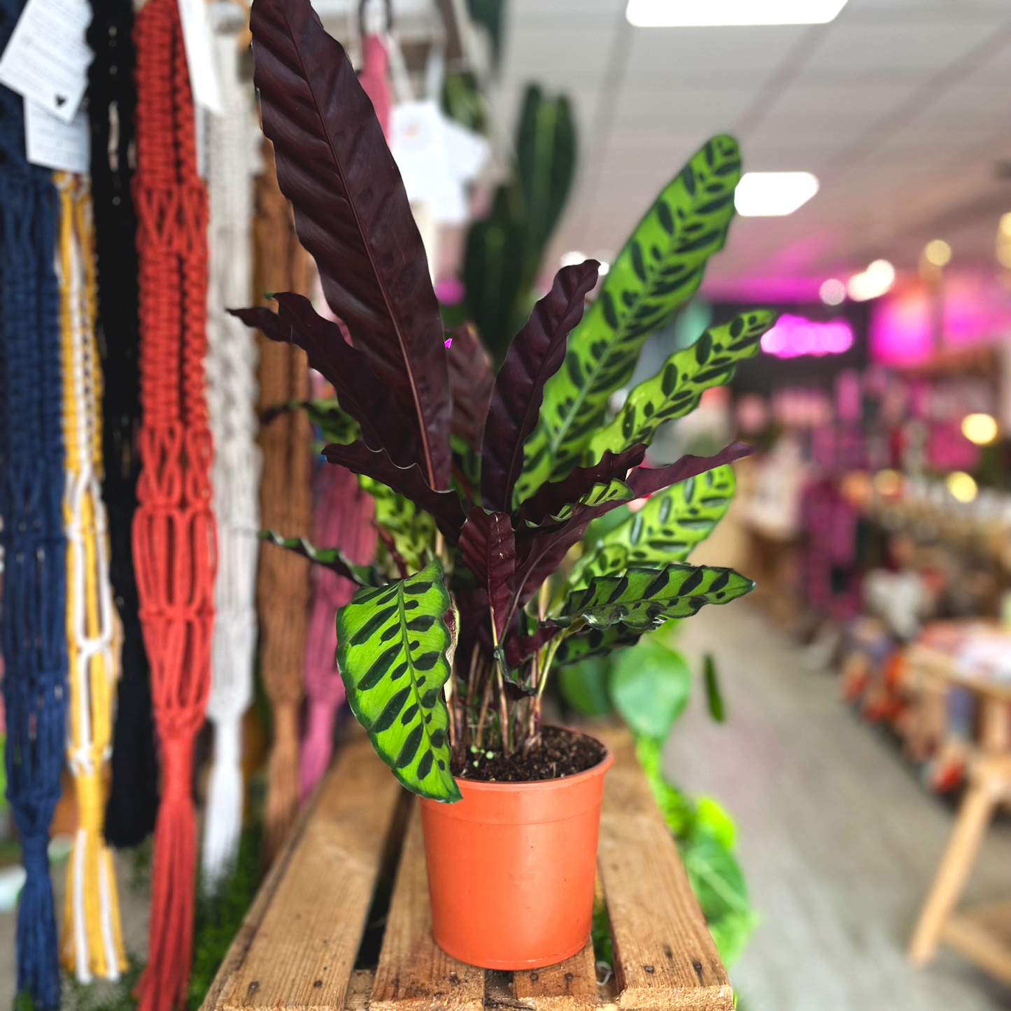 Calathea Rattlesnake