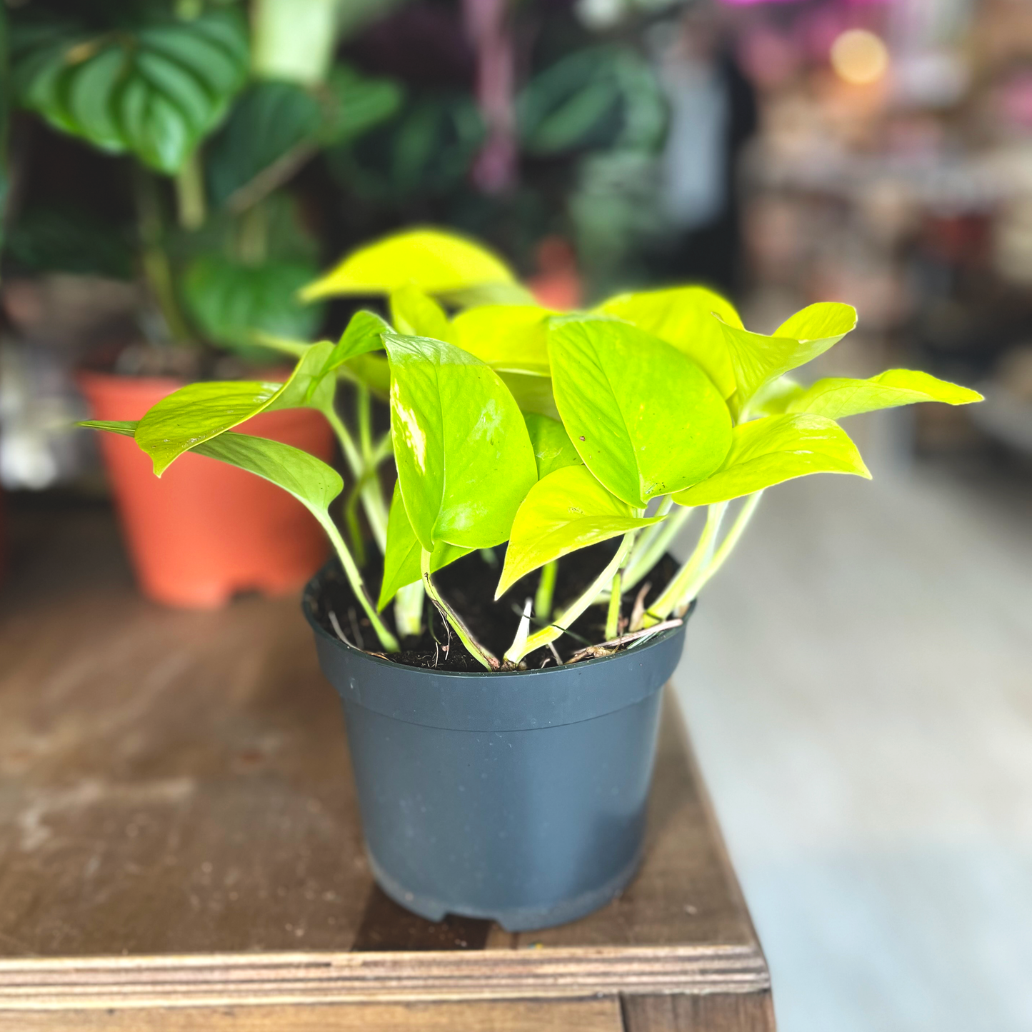 Neon Pothos