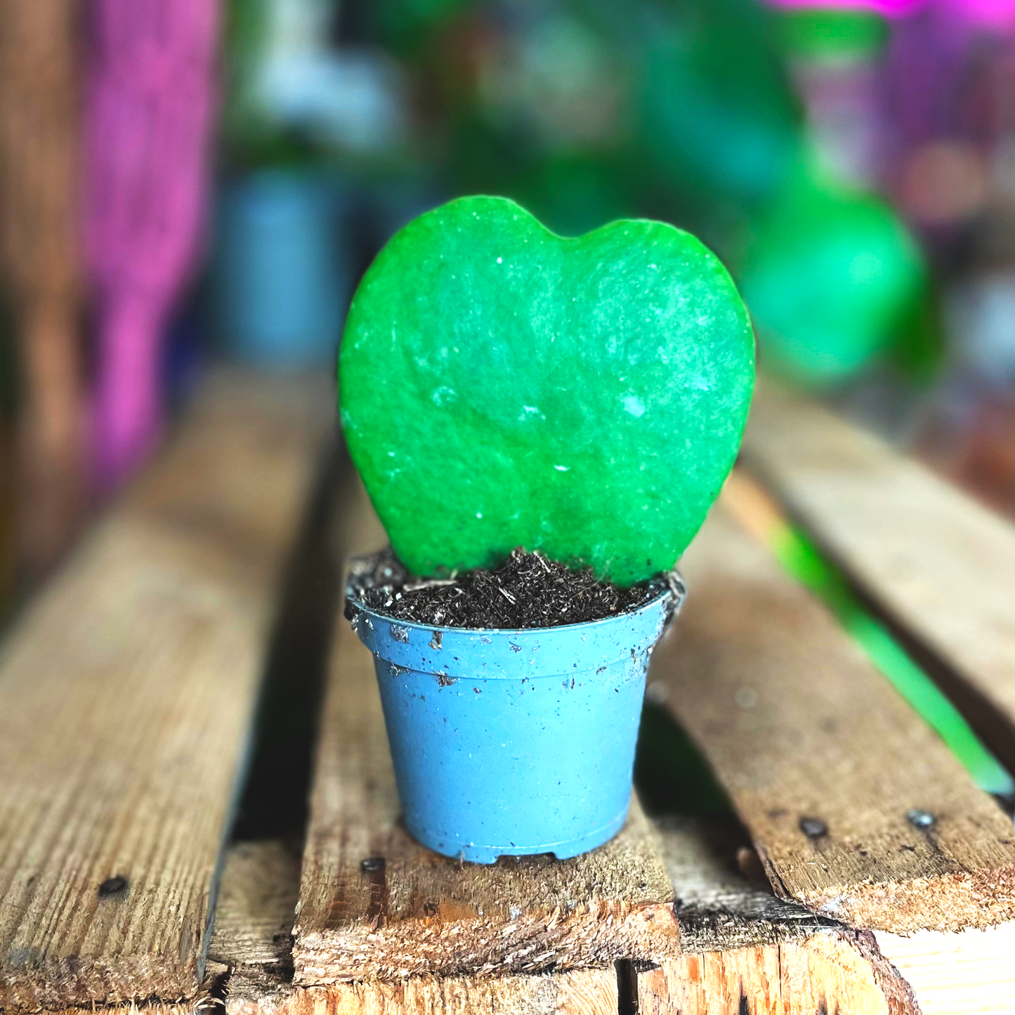 Heart Succulent