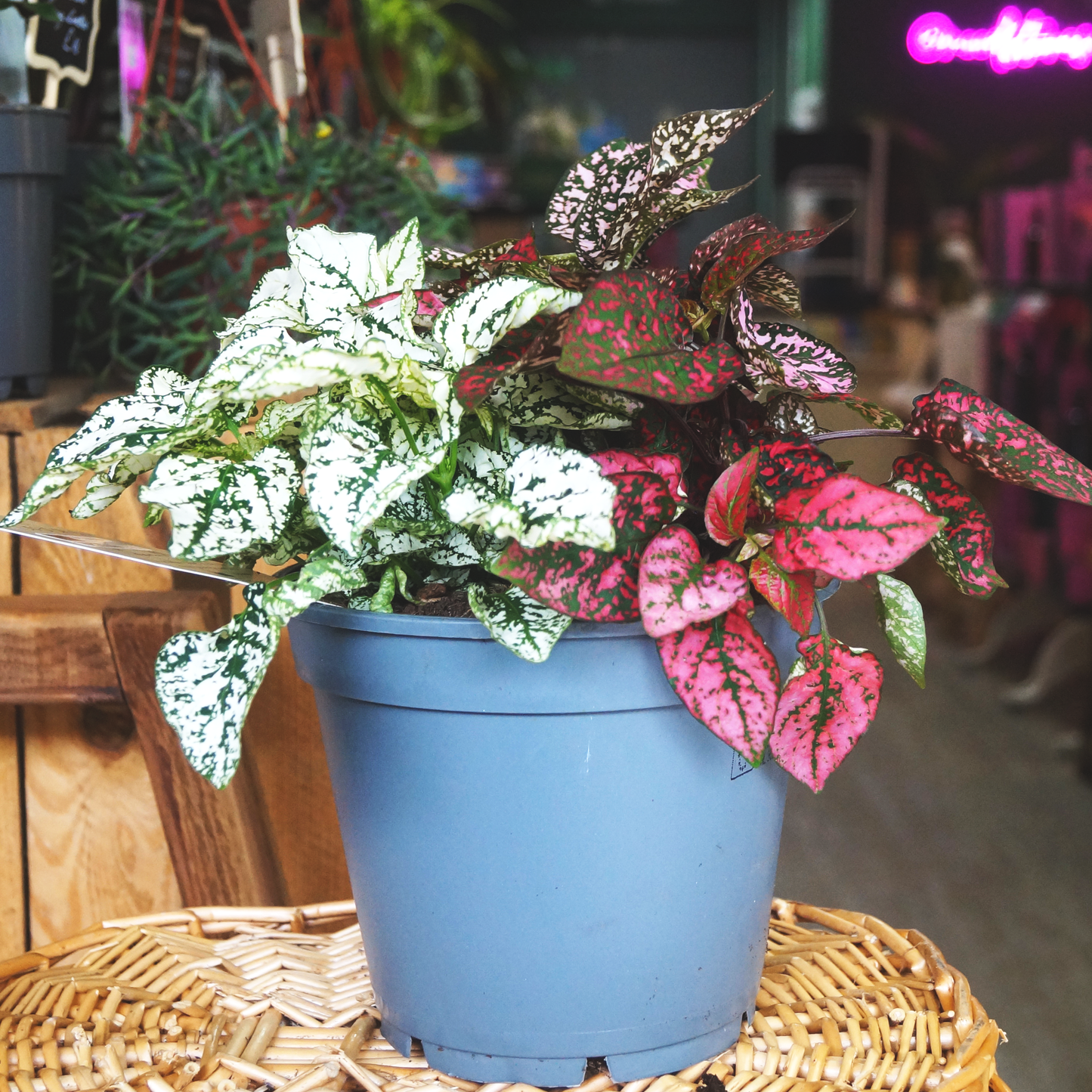 Hypoestes