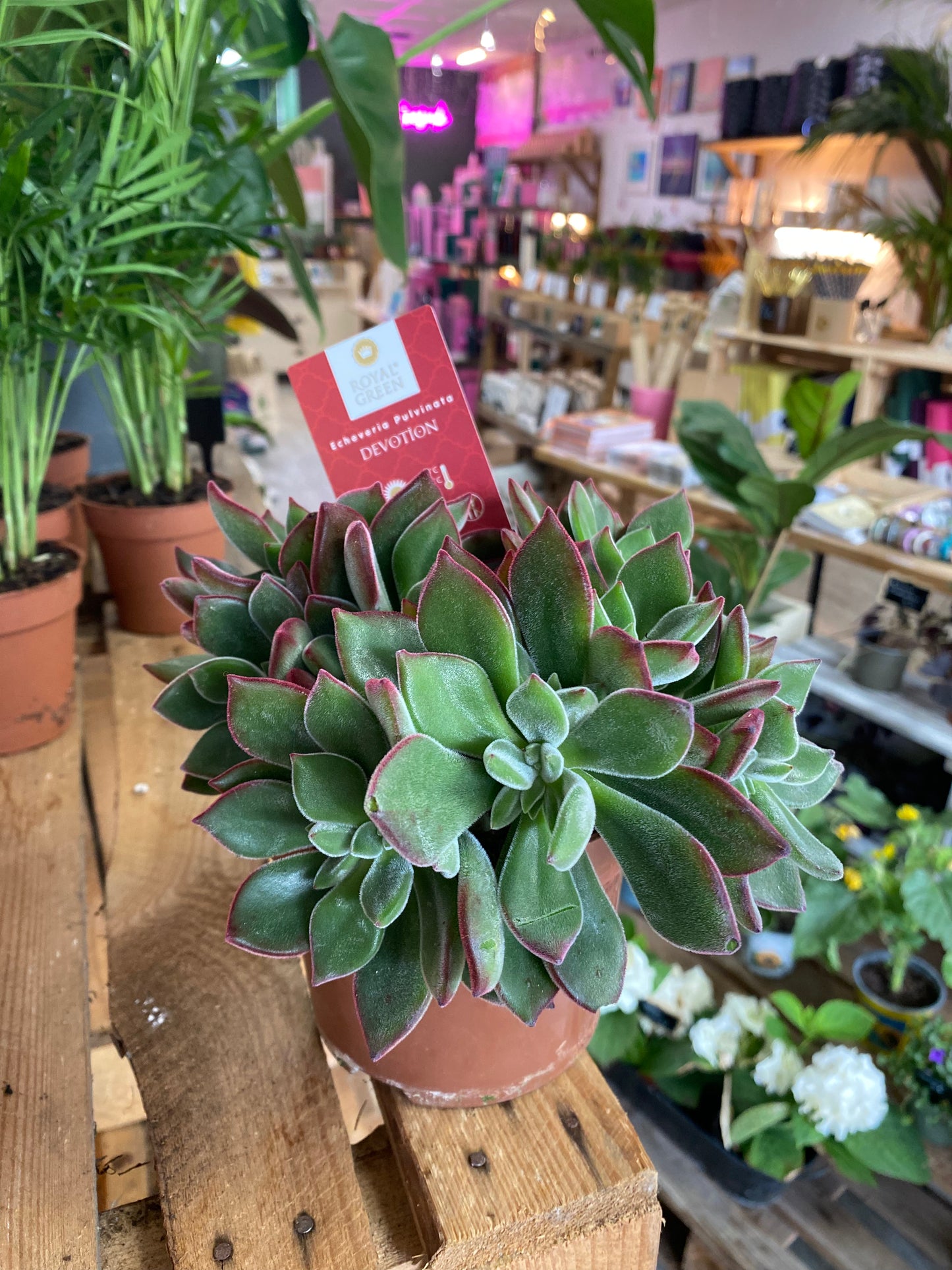 Echeveria Devotion