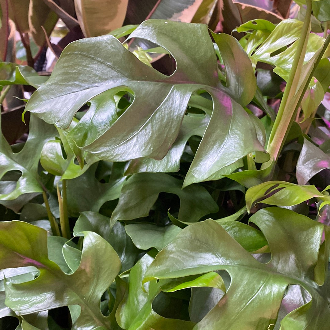 Monstera Minima