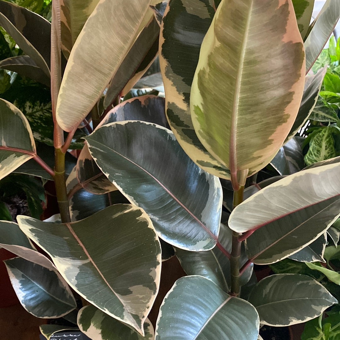 Rubber Plant