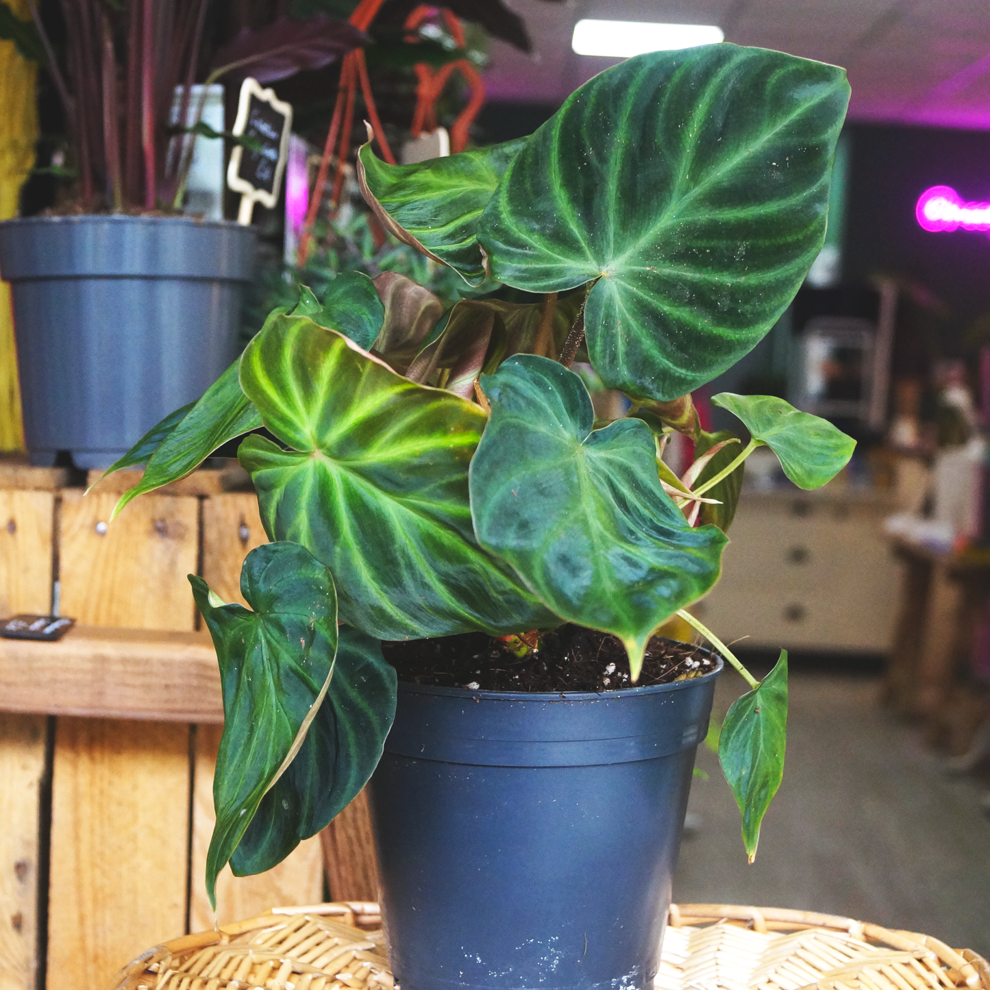 Philodendron Incensi