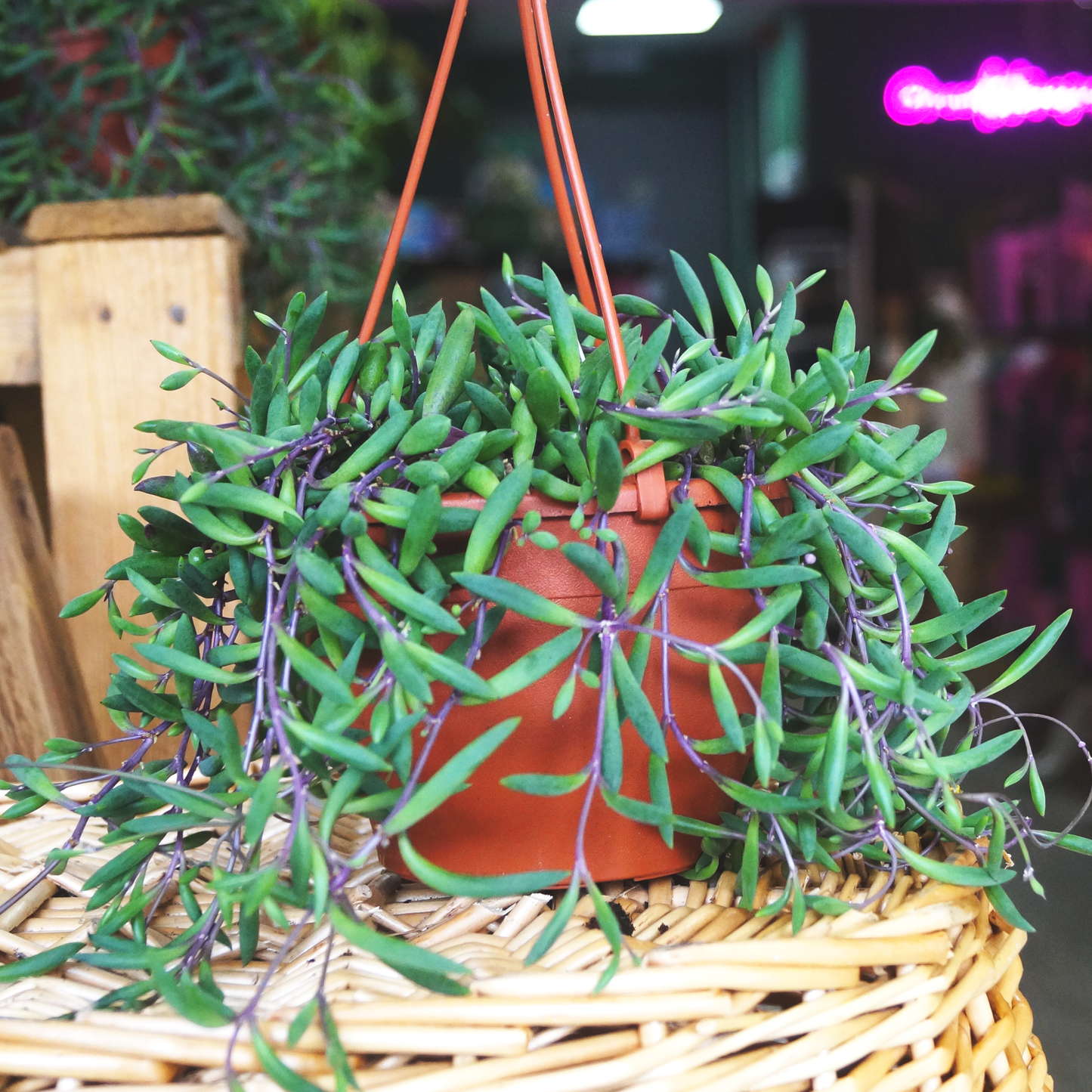 String of Dolphins