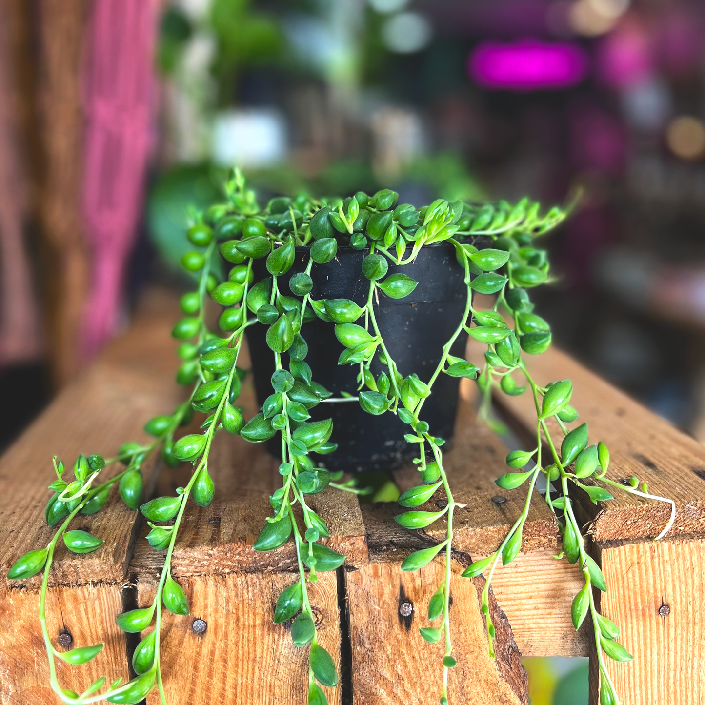 String of Teardrops