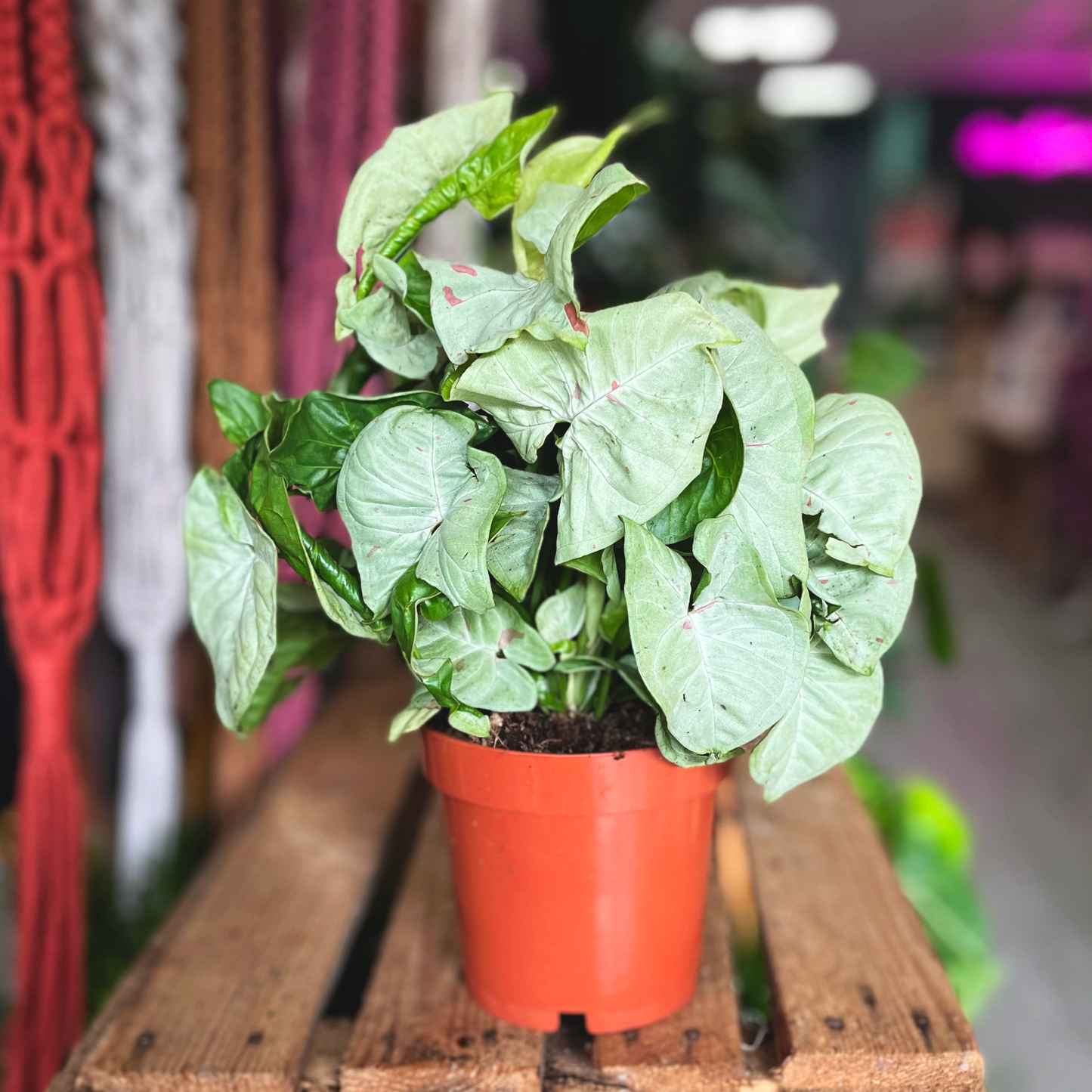 Syngonium Confetti