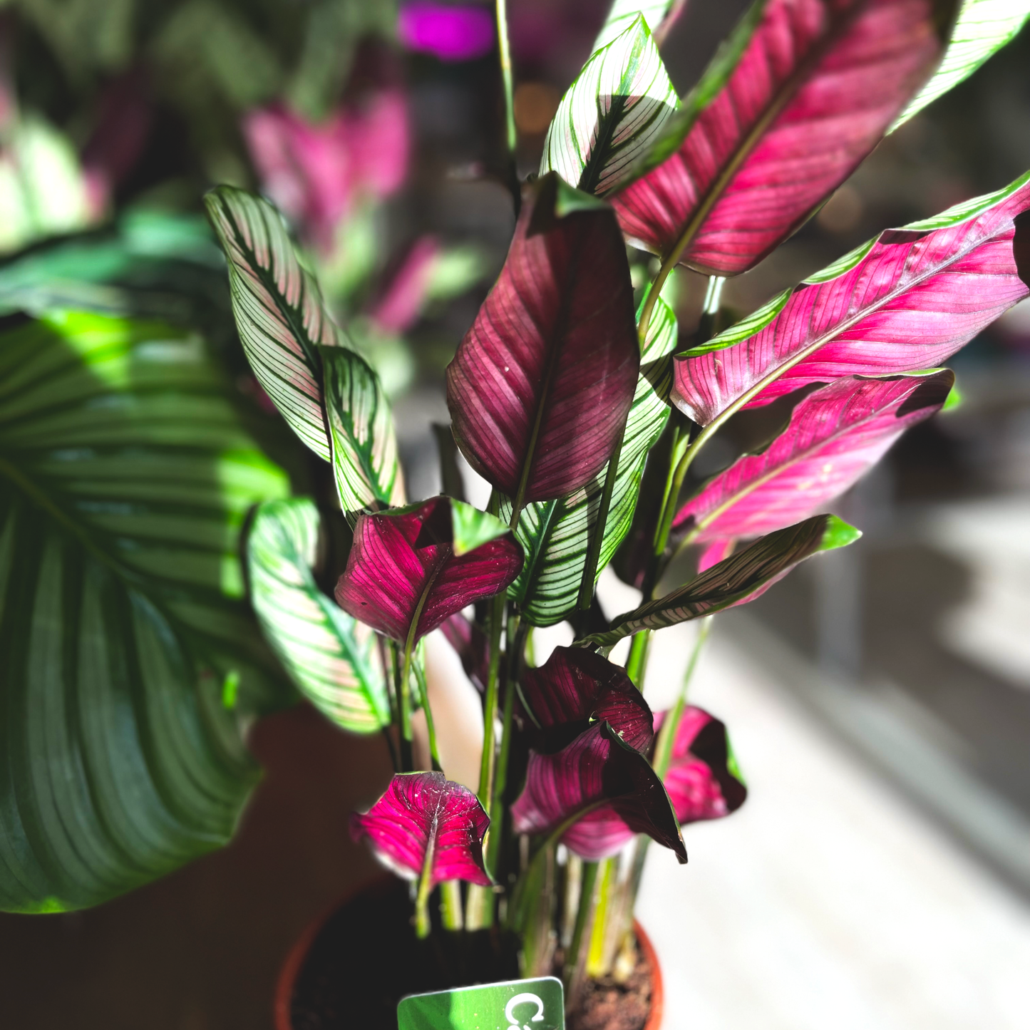 Calathea Whitestar