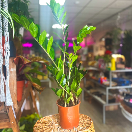ZZ Plant