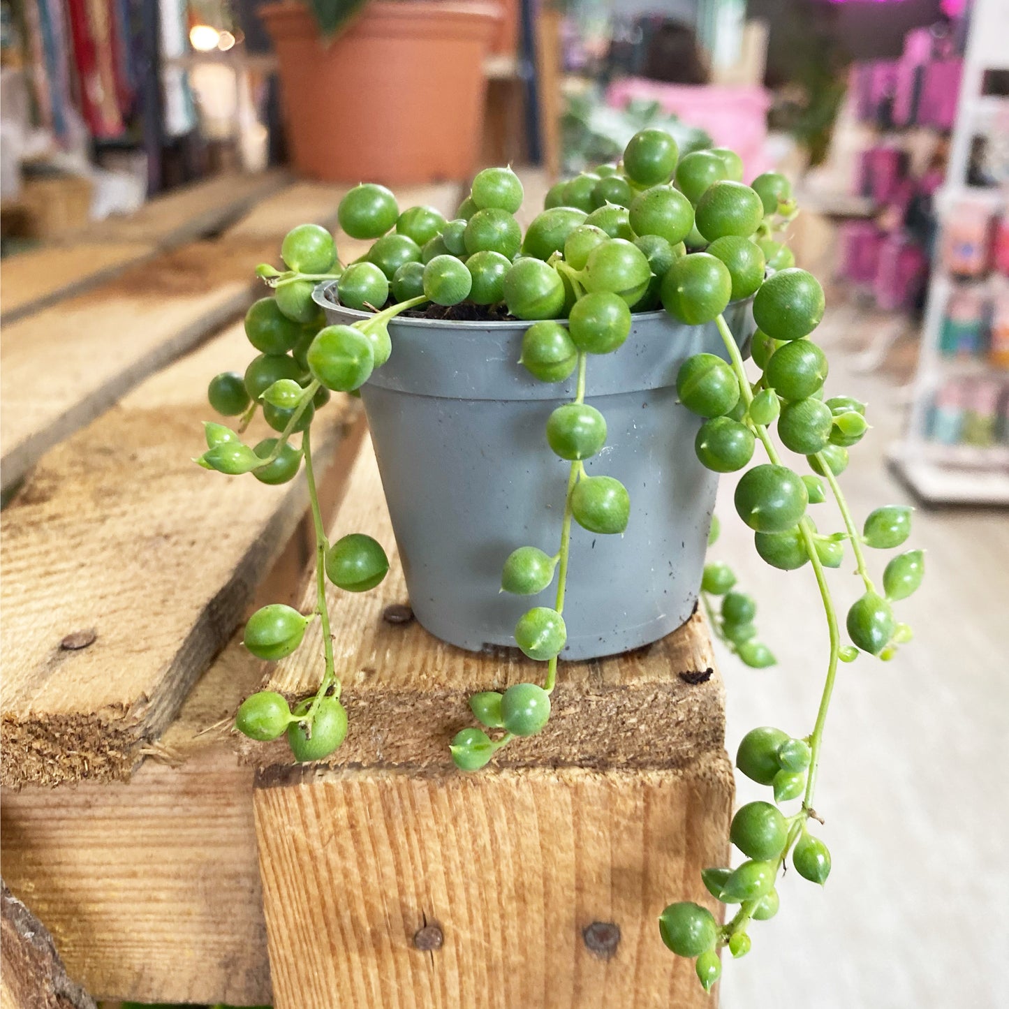 String of pearls