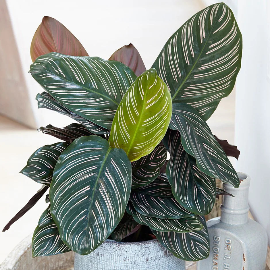 Calathea Ornata