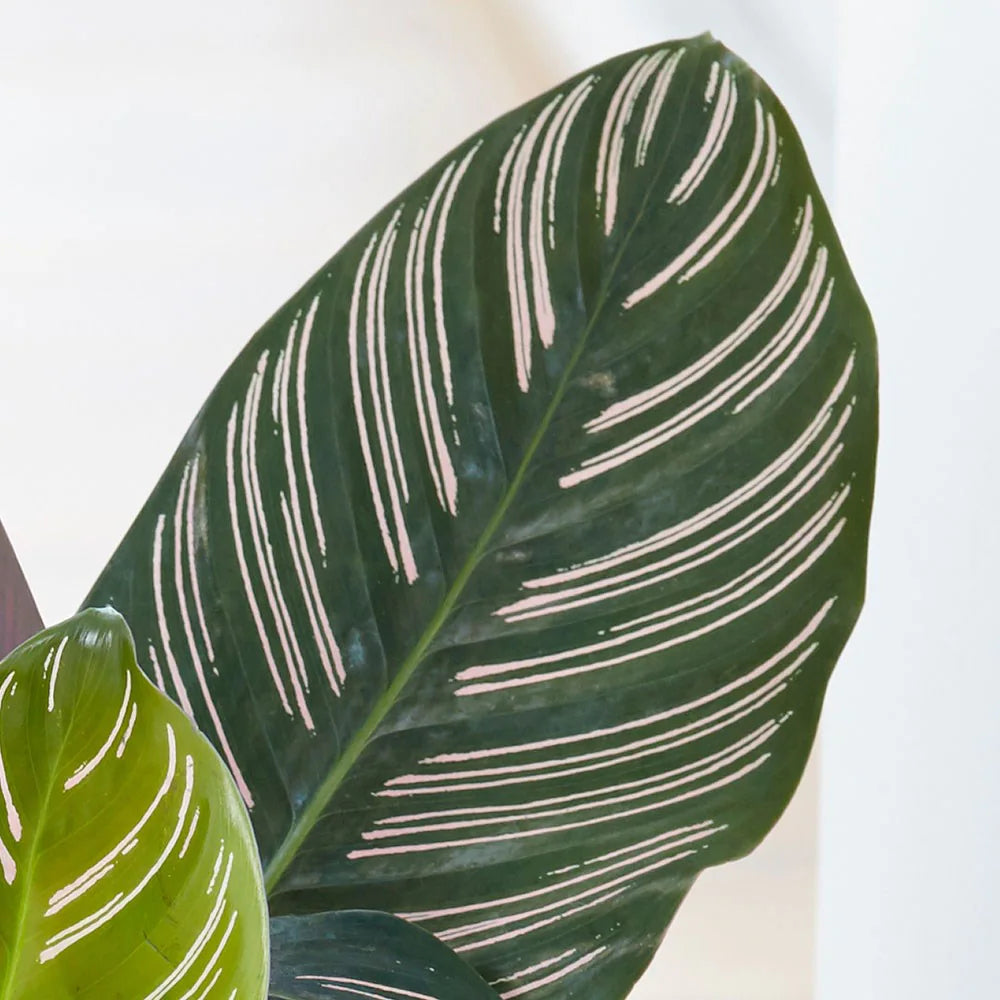 Calathea Ornata