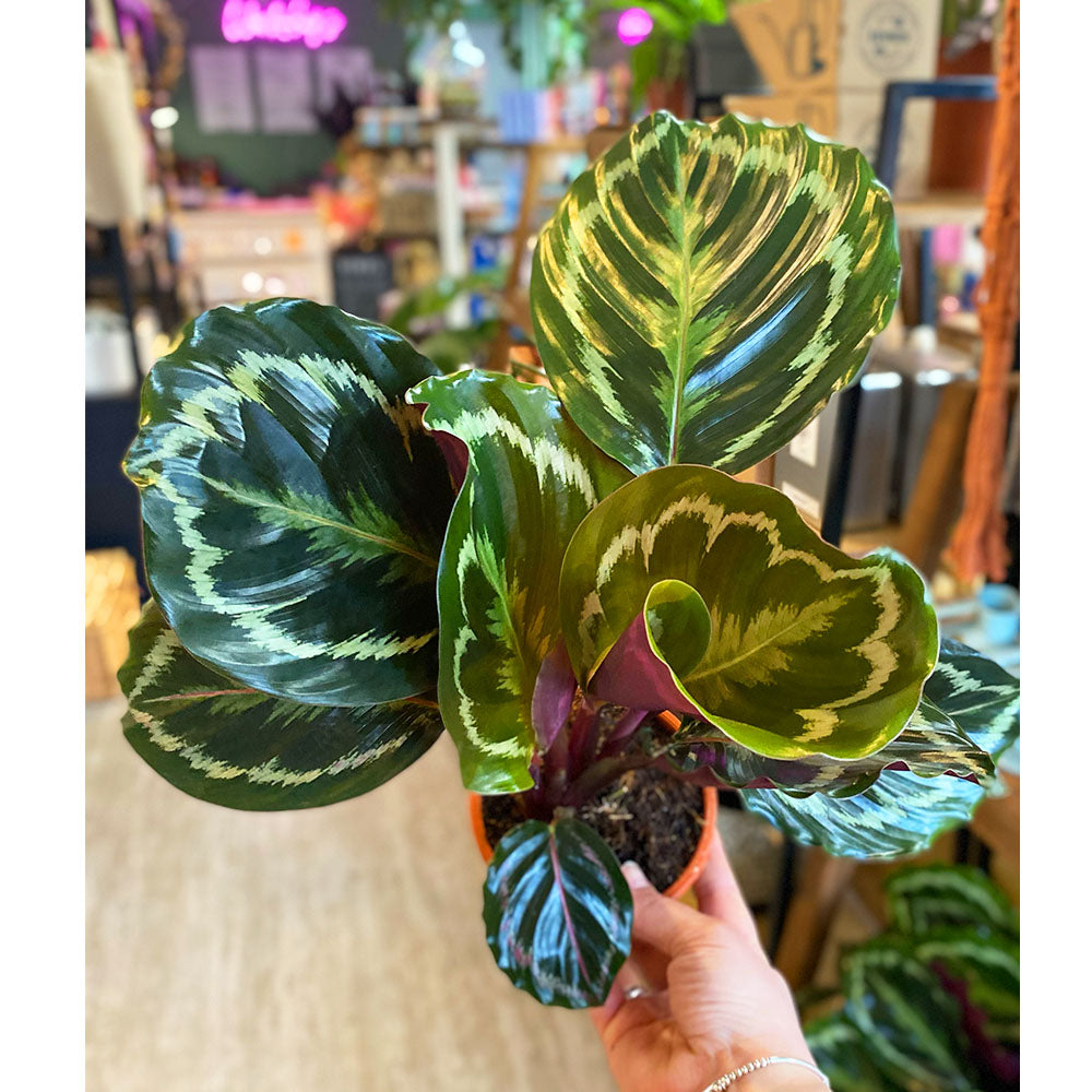 Calathea Medallion