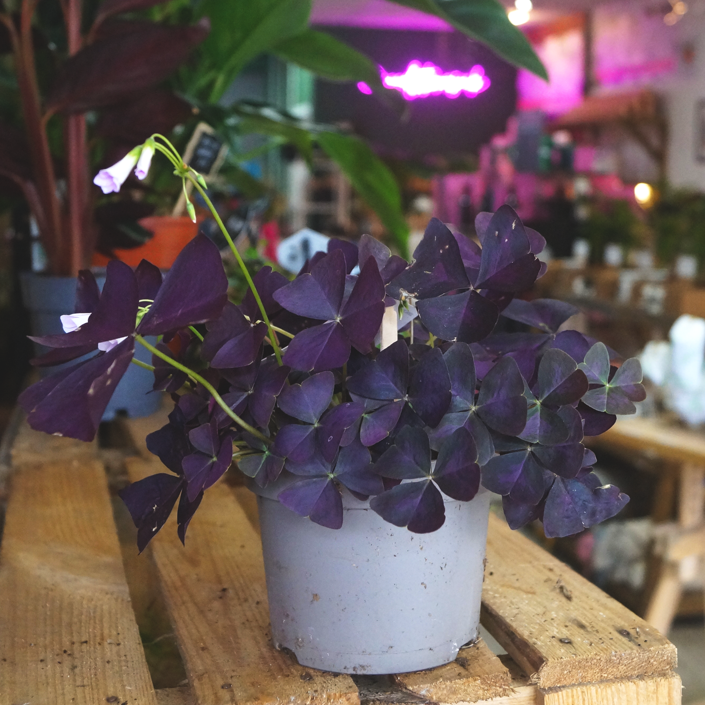 Oxalis triangularis