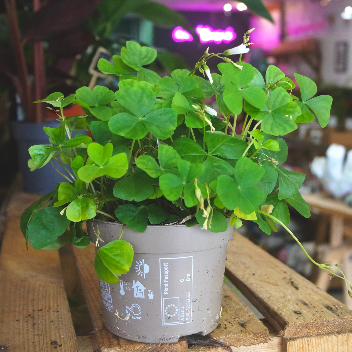 Oxalis triangularis