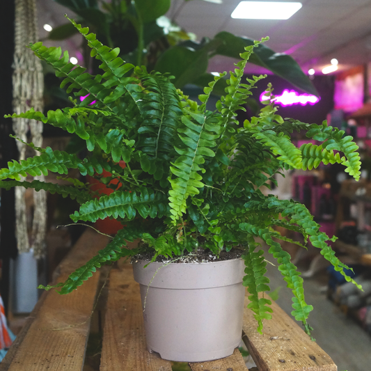 Boston Fern