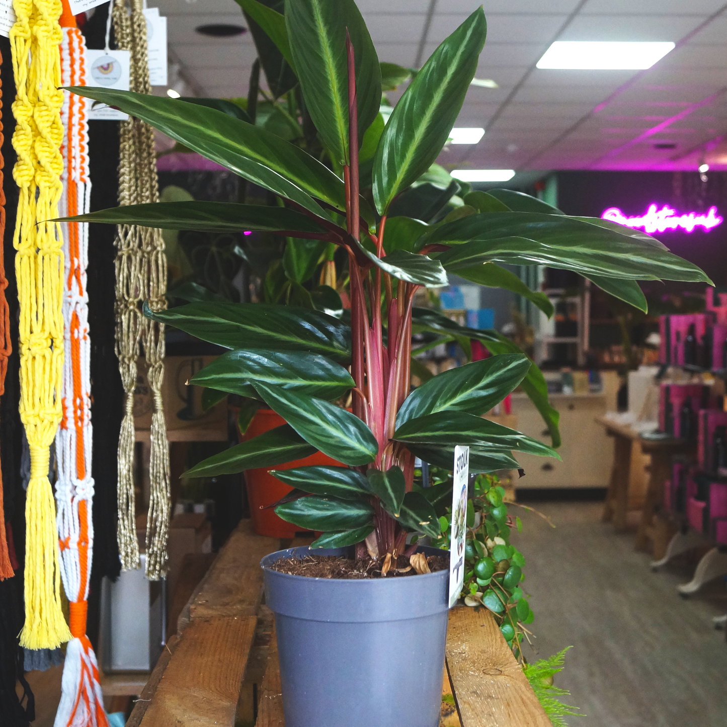 Calathea Triostar