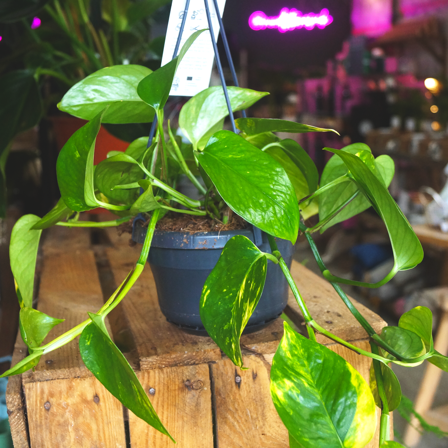 Golden Pothos